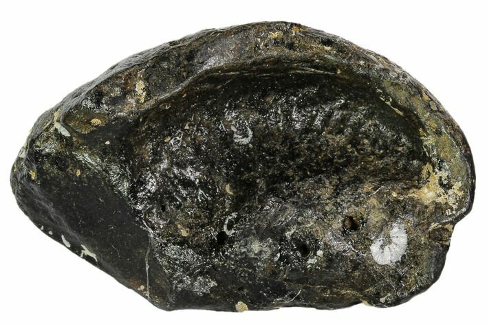 Fossil Whale Ear Bone - Miocene #109274